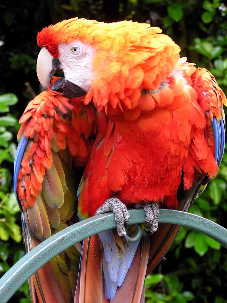 Photograph of a colorful parrot.